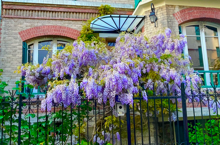 Quaint square montsouris - Hysteria wisteria: flowering trees and lush vegetation adorn every house on the street