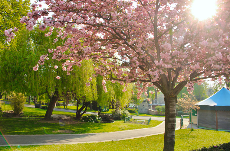 Celebrations Hanami: Lush green leaves and a pink cherry tree with the morning sun at Trocadero gardens, Eiffel Tower