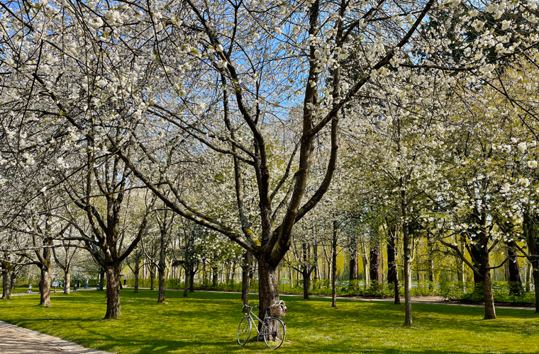 Celebrations Hanami: A canopy of snow white blooms and lush green grass bathing in the morning light, parc de sceaux