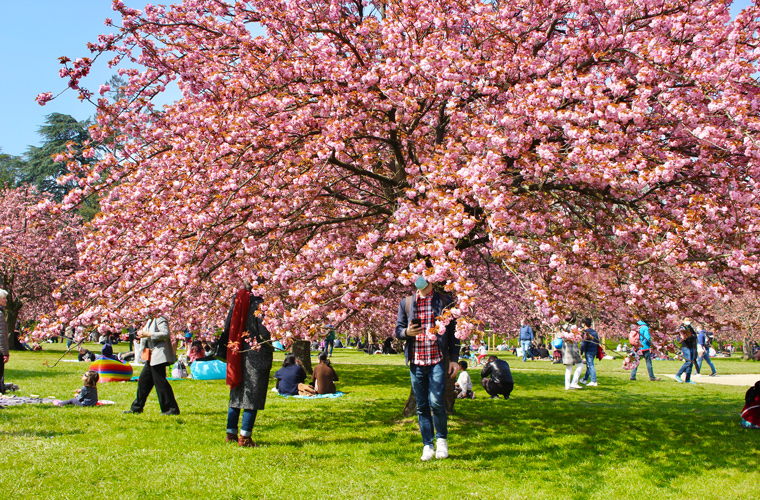 Celebrations Hanami: Head deep in blooms: a large pink Kanzan cherry tree on the pink cherry esplanade