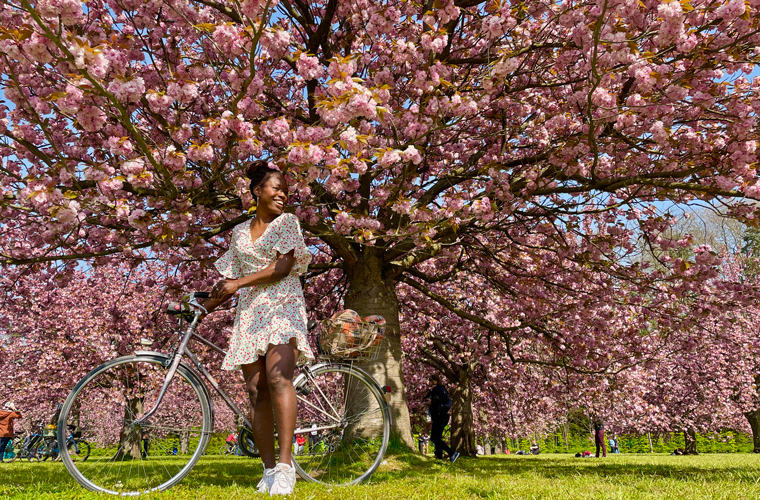 Celebrations Hanami: Sunburst under a pink cherry tree at lunchtime