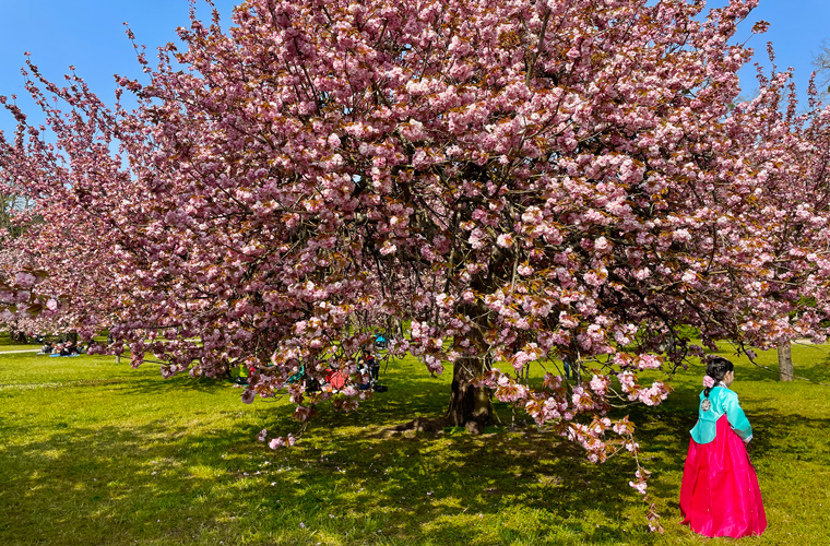 Celebrations Hanami: Posing for a picture in traditional custom, a little girl stands under a canopy of pink blooms 