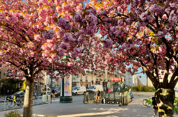 Celebrations Hanami: morning sunbeams sifting through cherry blossoms at Falguiere metro station, Paris