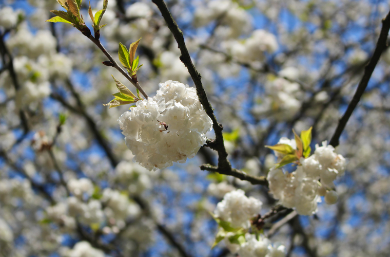 Celebrations hanami: A cluster of snow white cherry blossom flowers